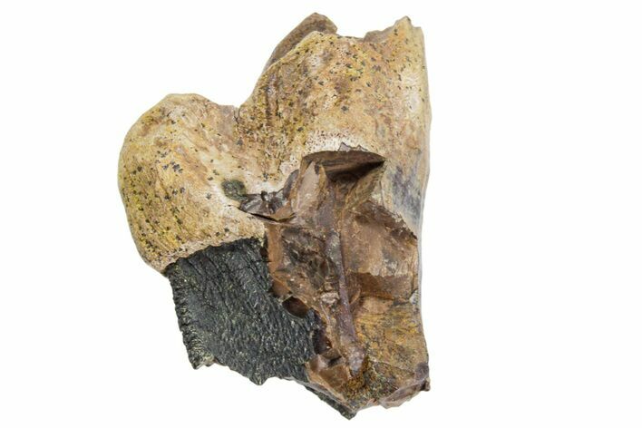 Incomplete Triceratops Tooth with Partial Root - Wyoming #356956